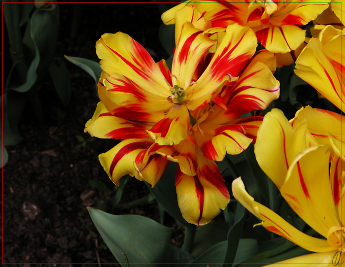 photo "Just Flowers" tags: nature, flowers
