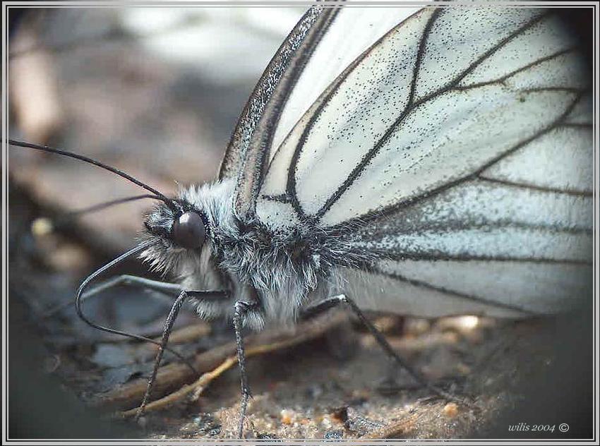 photo "Monster" tags: macro and close-up, nature, insect