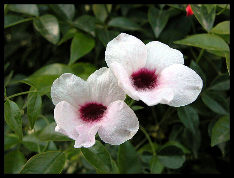 photo "Together-2" tags: nature, macro and close-up, flowers