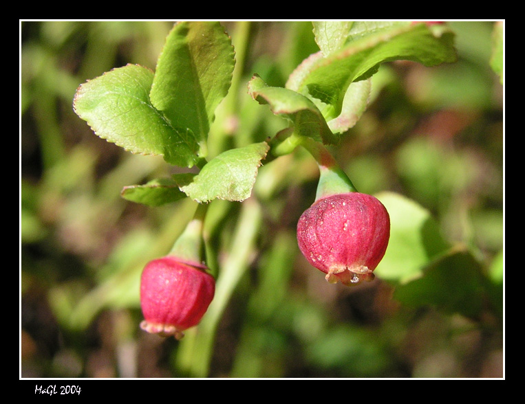 photo "Bilberry" tags: nature, flowers