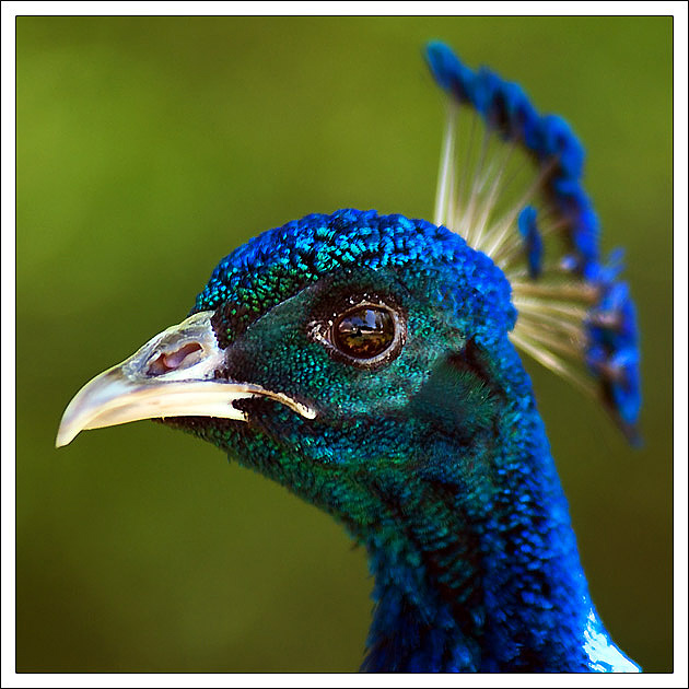 photo "Serious bird" tags: nature, portrait, wild animals