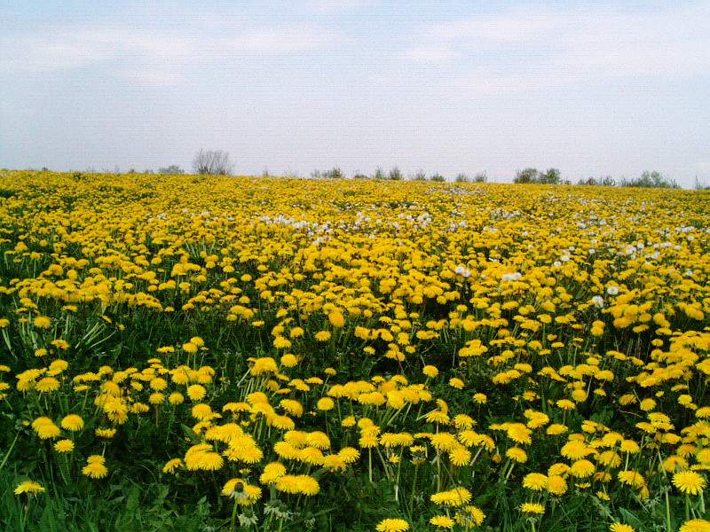 photo "Yellow and green landscape." tags: nature, 