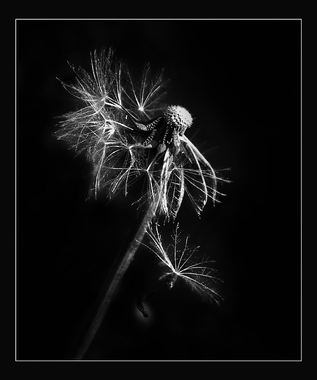 photo "Dandelion" tags: macro and close-up, nature, flowers