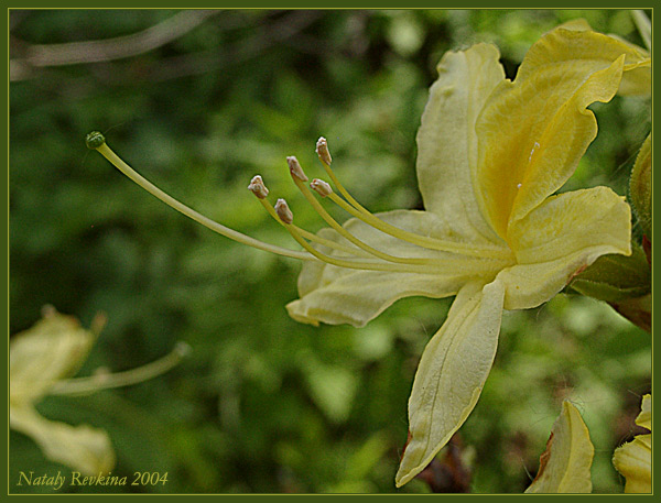 photo "flower" tags: nature, macro and close-up, flowers