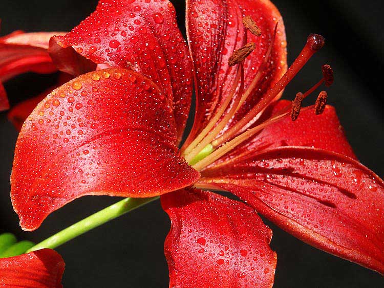 photo "after the rain..." tags: macro and close-up, 