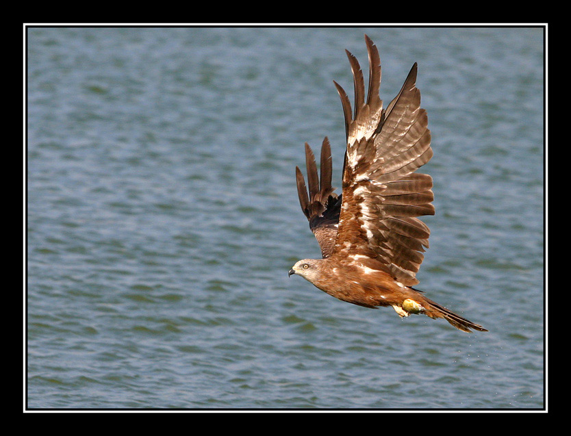 photo "Serial Killer - Black kite - Milvus migrans Boddae" tags: nature, wild animals