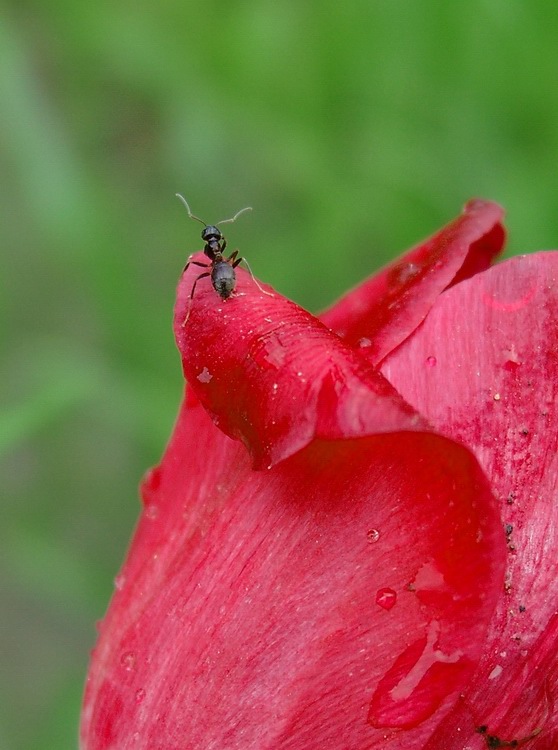 фото "Высоко сижу - далеко гляжу" метки: макро и крупный план, природа, насекомое