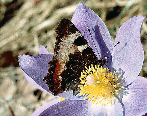 photo "Dream of batterfly" tags: nature, flowers, insect