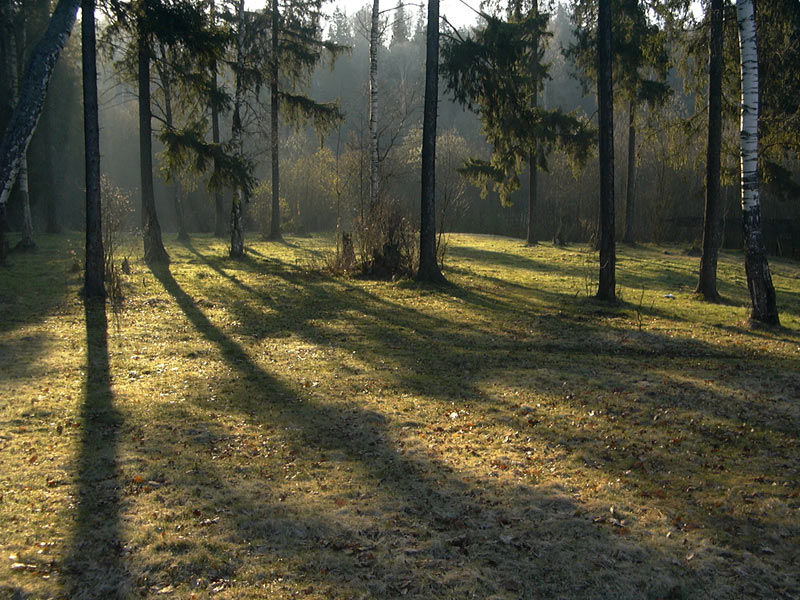 photo "The wood" tags: landscape, forest, spring