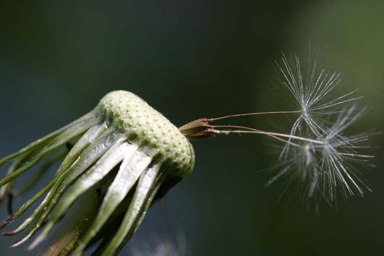 photo "What, all have departed, and we have remained?" tags: macro and close-up, 