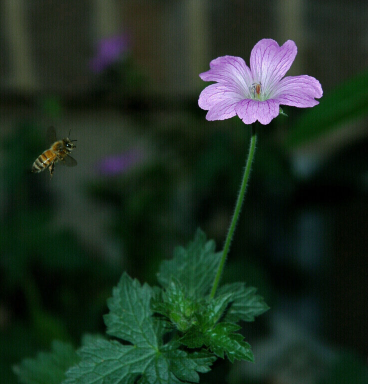 photo "Honey Bee" tags: macro and close-up, nature, insect