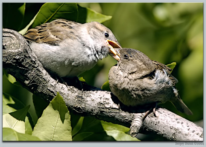 photo "The bird`s kiss" tags: nature, reporting, wild animals