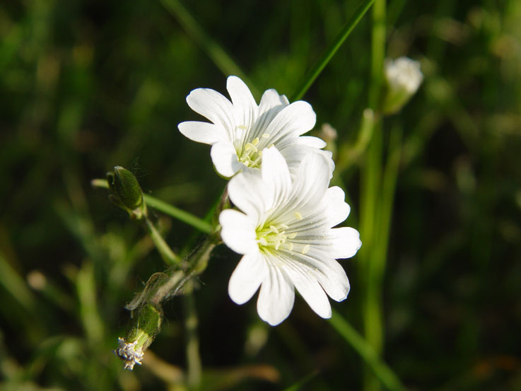 photo "летнее #4" tags: macro and close-up, 