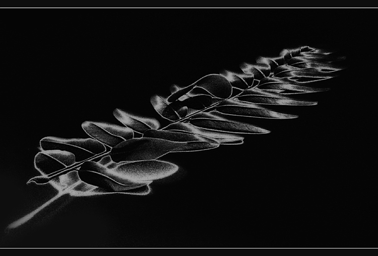 photo "Branch" tags: abstract, still life, 