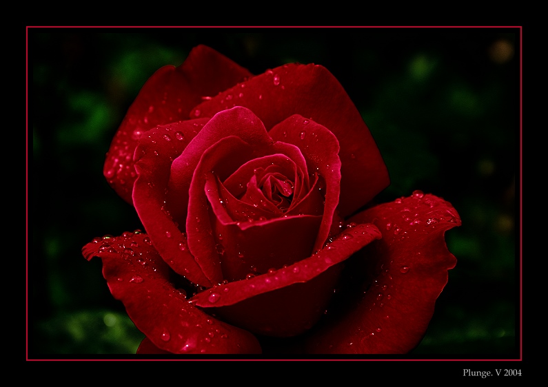 photo "Lady in red..." tags: nature, montage, flowers