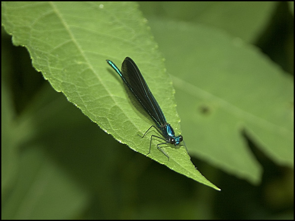 photo "Shoo Fly" tags: nature, wild animals