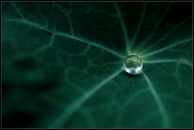 photo "Source" tags: macro and close-up, nature, flowers