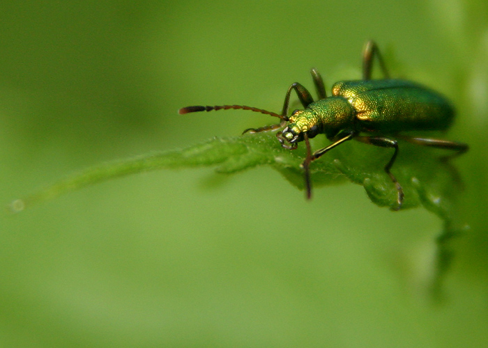 фото "Green Bug" метки: природа, макро и крупный план, насекомое