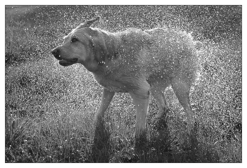 photo "... it is wet..." tags: nature, black&white, pets/farm animals