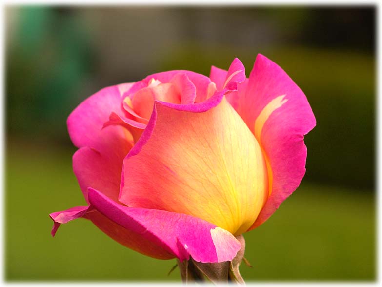 photo "kiss from a rose" tags: macro and close-up, 