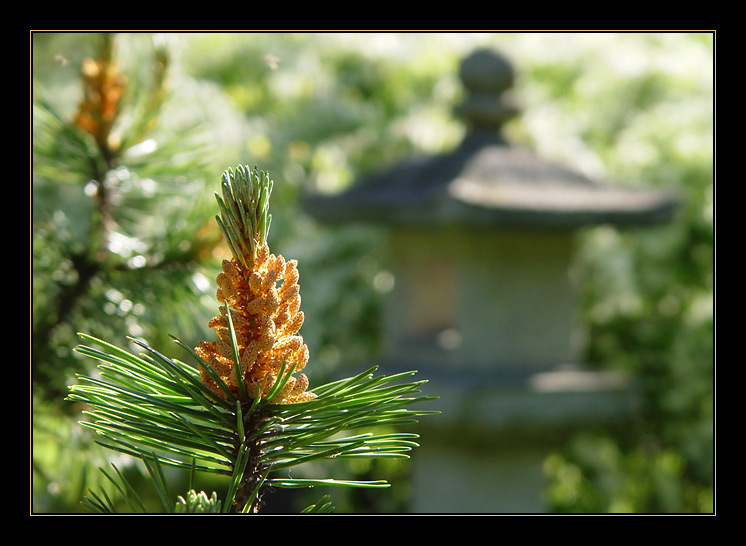 photo "Japanese motive" tags: nature, macro and close-up, flowers