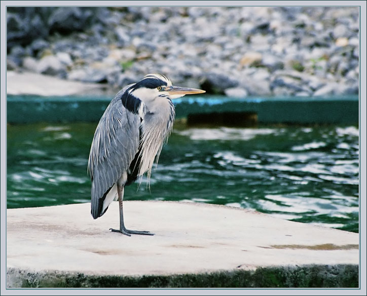 photo "Siesta" tags: nature, wild animals