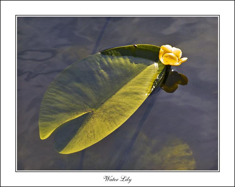 photo "Water Lily" tags: nature, landscape, flowers, water