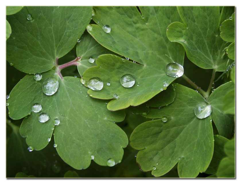 photo "Dew" tags: macro and close-up, 