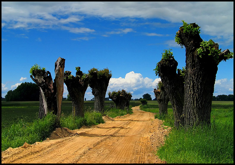 фото "Wierzby" метки: природа, 