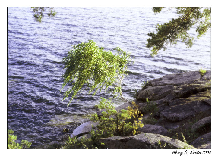 photo "Solitary..." tags: landscape, nature, flowers