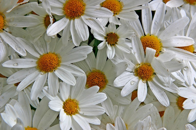 фото "Daisies" метки: природа, цветы