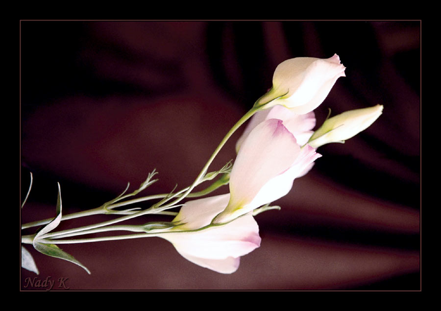 photo "On the window for me blossoms Eustoma ..." tags: nature, flowers