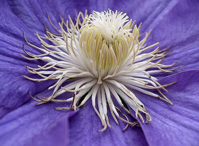 photo "Clematis Center" tags: macro and close-up, nature, flowers