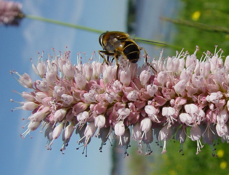 photo "***" tags: misc., macro and close-up, 