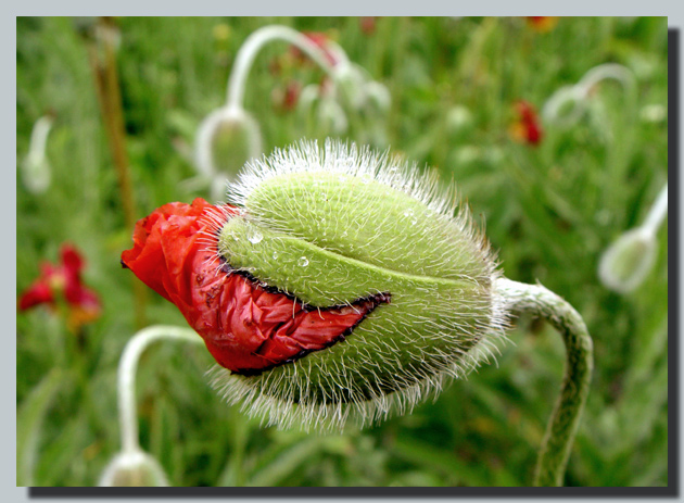 photo "Smile of a new life..." tags: nature, macro and close-up, flowers