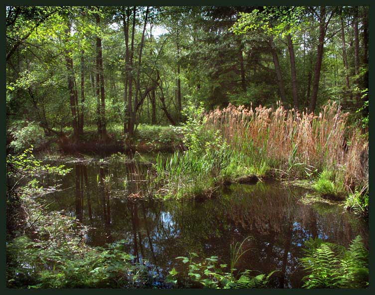 photo "Small river Buzjanka" tags: landscape, summer, water