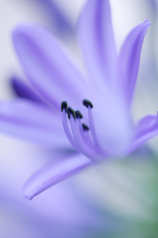 photo "Blue" tags: nature, flowers