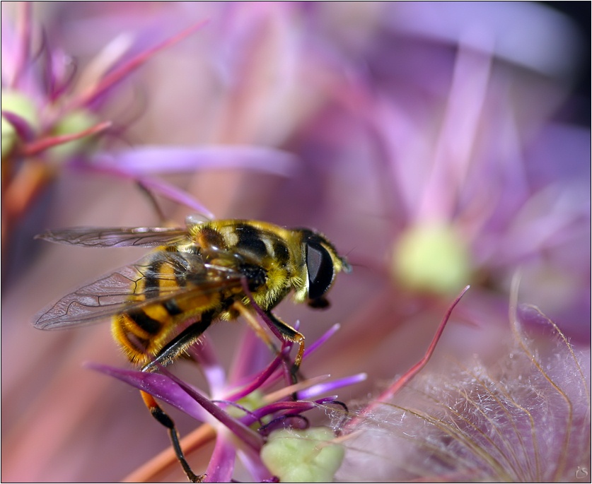 photo "The lilac lunch." tags: macro and close-up, nature, insect