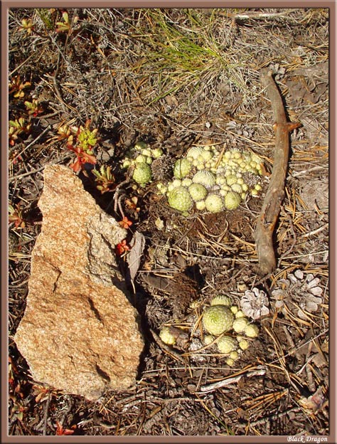 photo "Taiga still-life" tags: still life, nature, 