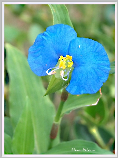 photo "Elephant calf" tags: nature, flowers