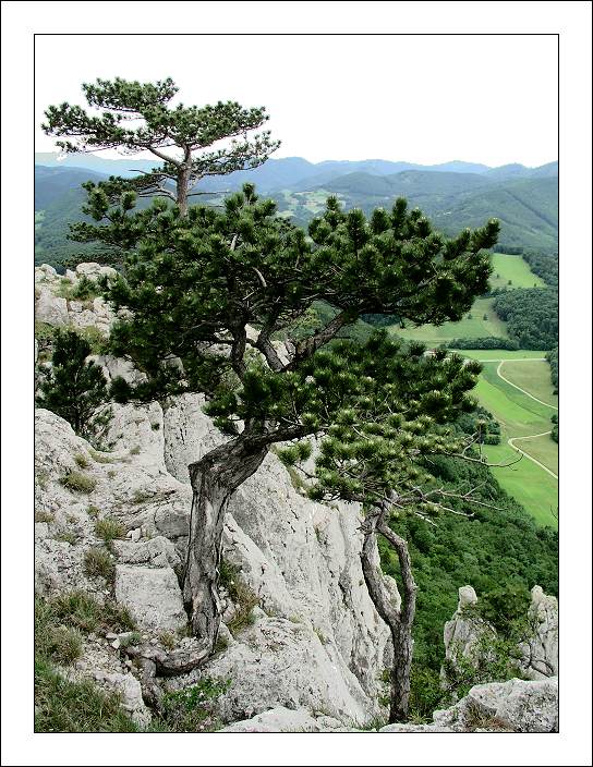 photo "Old Trees Of Peilstein" tags: travel, landscape, Europe, mountains