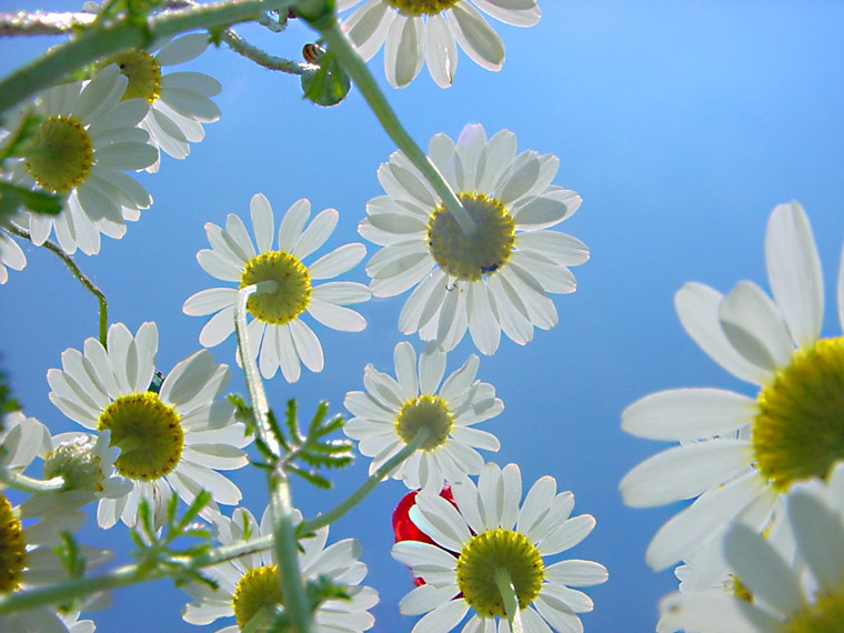 photo "To the sun." tags: landscape, nature, flowers, summer