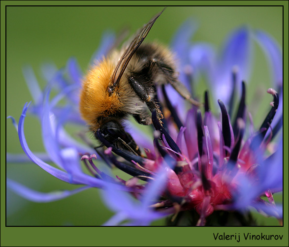 photo "Among flowers" tags: macro and close-up, 