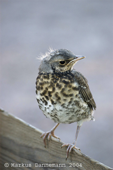 photo "bird" tags: nature, wild animals