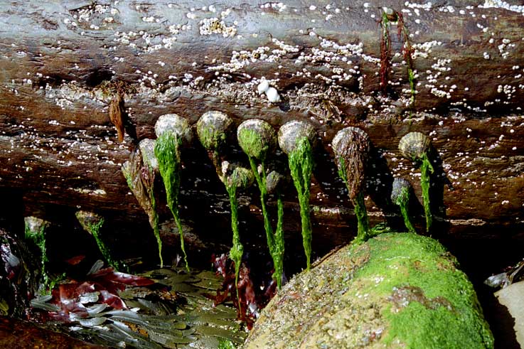 фото "Rocks - Scotland" метки: разное, пейзаж, вода