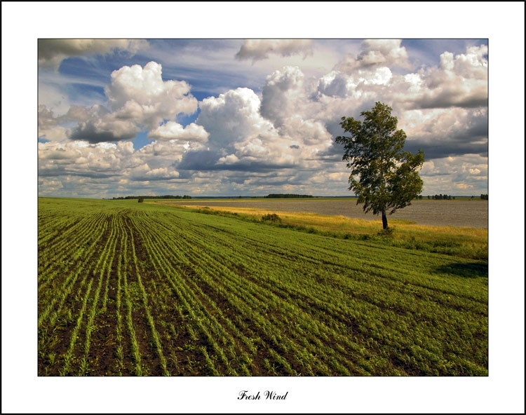 photo "Fresh Wind" tags: landscape, clouds, summer