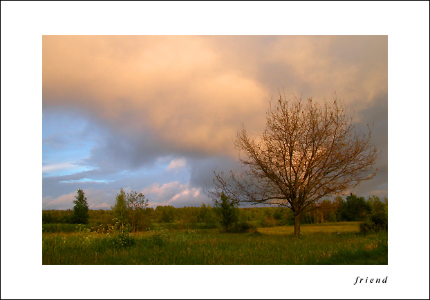 фото "a tree and the clouds" метки: пейзаж, лето
