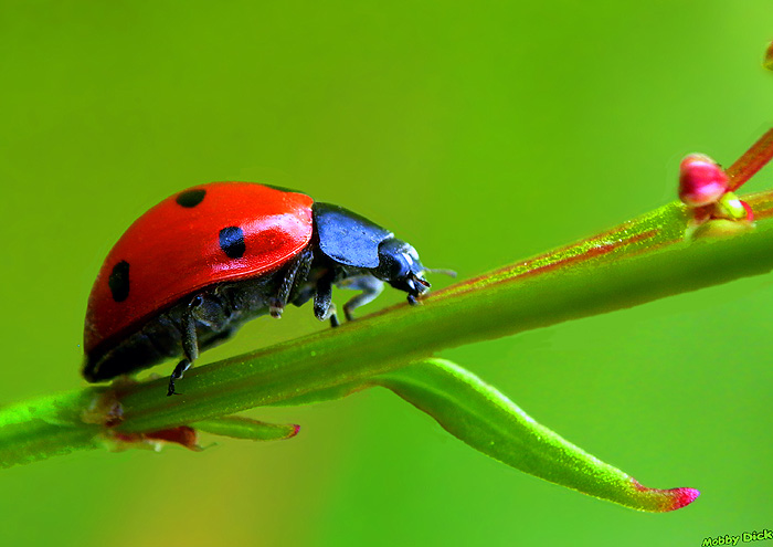 photo "lady-bird" tags: nature, insect