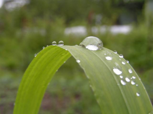 photo "The bridge" tags: macro and close-up, nature, flowers