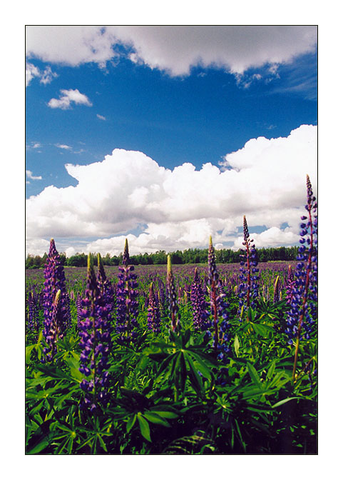 photo "Summer colours" tags: landscape, clouds, summer